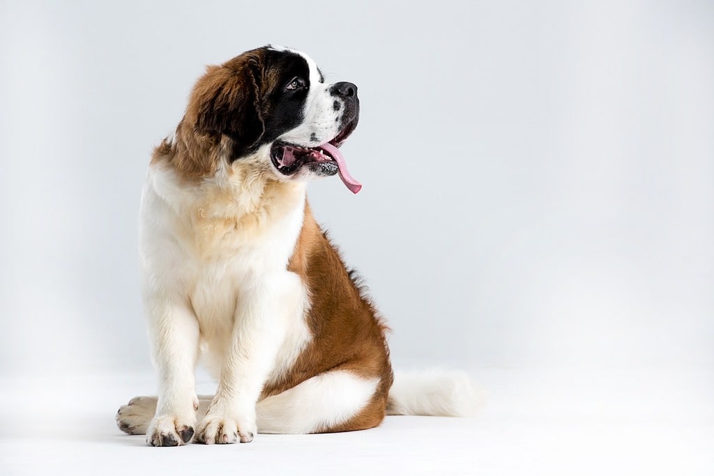 Comment assurer le bien-être et la santé de votre chien ?