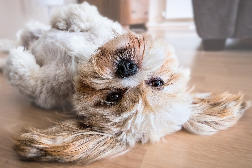 Pourquoi adopter un chien plutôt que l'acheter ?